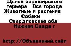 Щенок йоркширского терьера - Все города Животные и растения » Собаки   . Свердловская обл.,Нижняя Салда г.